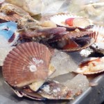 Les coquille Saint Jacques du marché aux poissons